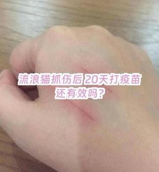 猫抓伤是好几条伤痕吗