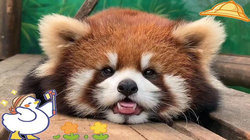 小熊猫专属超自然下载游戏截图
