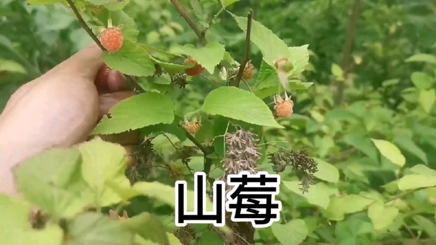山莓的功效与作用图片梅缩略图