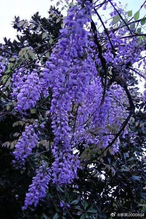 紫藤花的别名