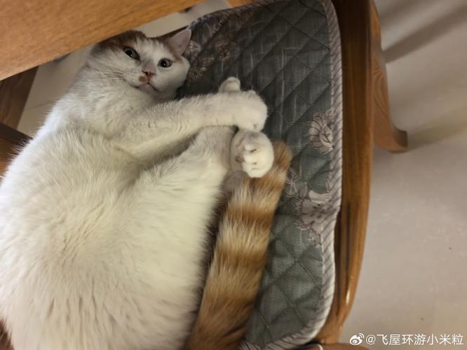 狂乱小笼包猫咪