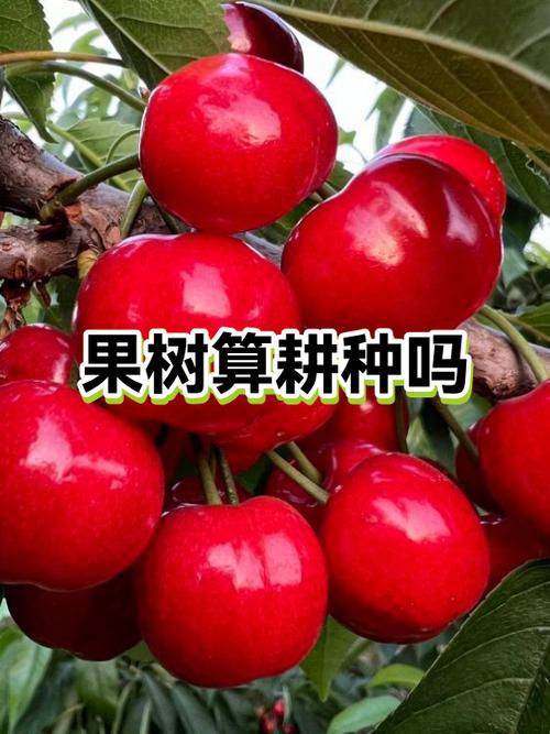 果园算不算耕地
