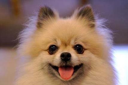 old dog