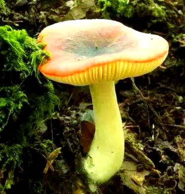 怎样识别毒蘑菇和可食蘑菇缩略图