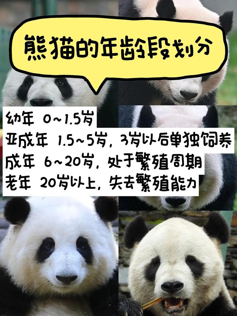 熊猫三岁相当于人几岁