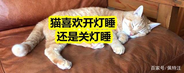 猫喜欢开灯还是关灯