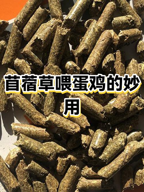 益母草喂蛋鸡有什么功效
