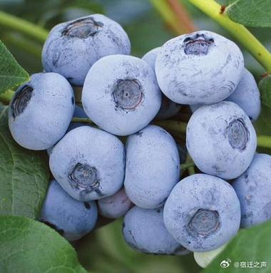 果粉是什么意思