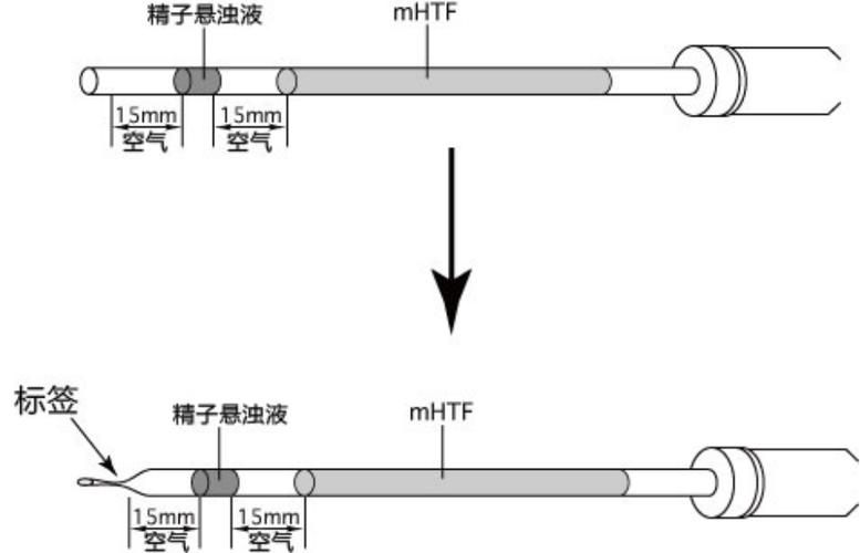 冷冻精子筛选步骤