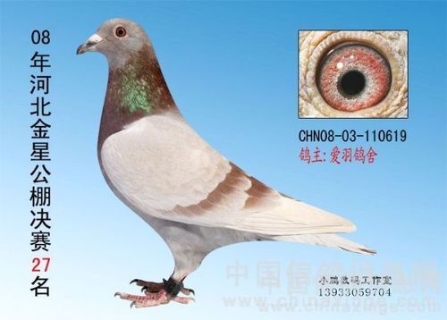 爱羽信鸽赛事直播网