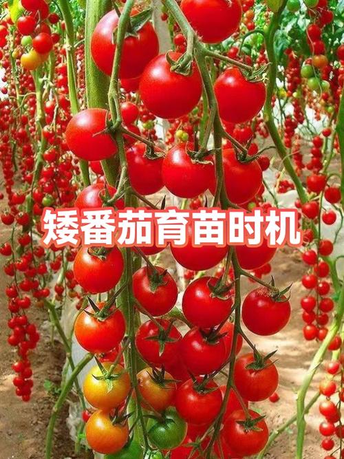 番茄约会真的假的