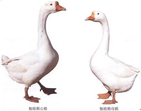 养鹅的10大忌