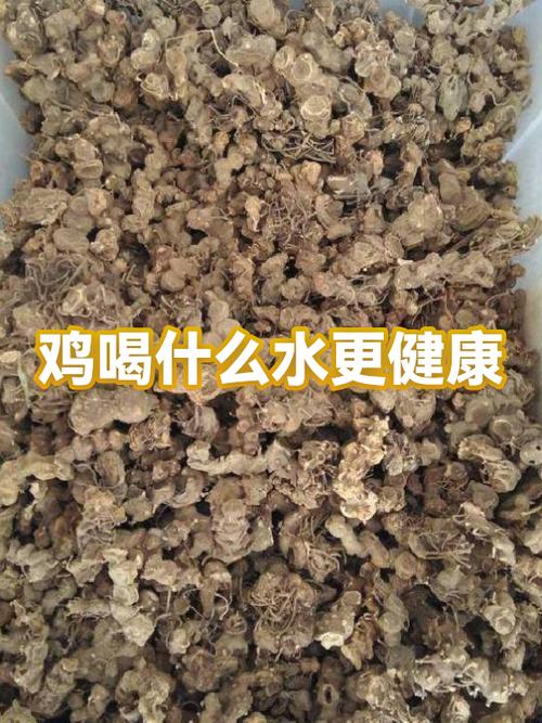 夏天给鸡喝什么水最好
