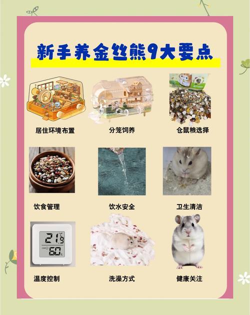 新手怎么养金丝熊