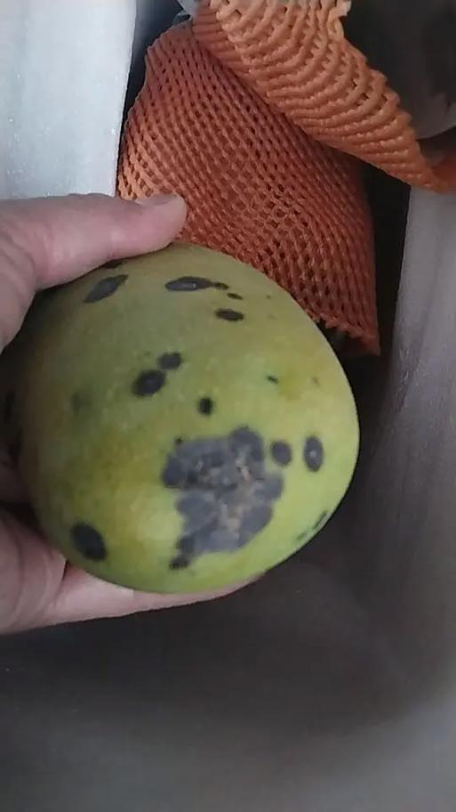 吃坏了的芒果中毒症状