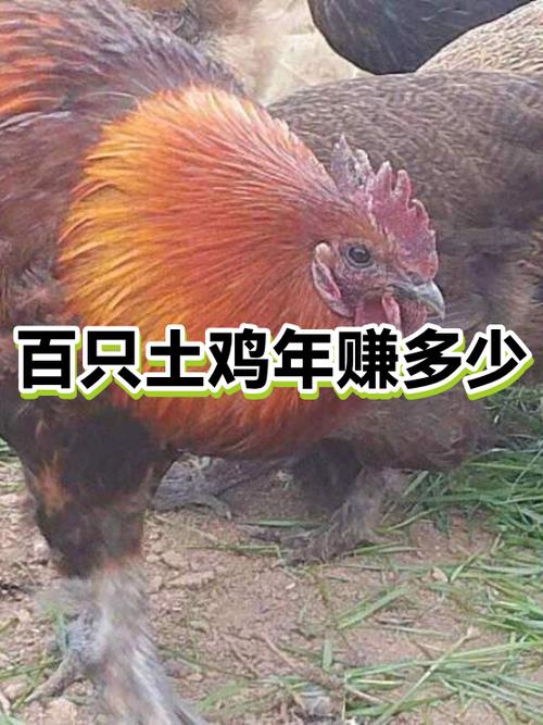 养100只鸡一年能赚多少钱缩略图