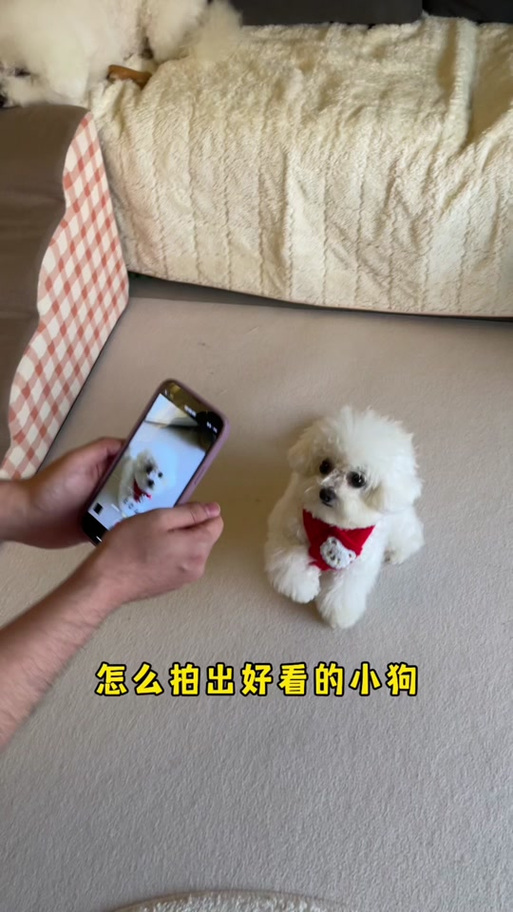 摄像小狗怎么不来