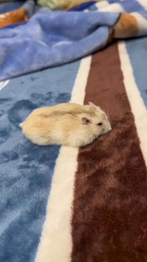 买仓鼠养久了变成老鼠