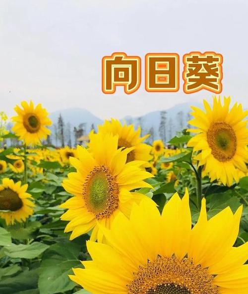 向日葵视频的优缺点