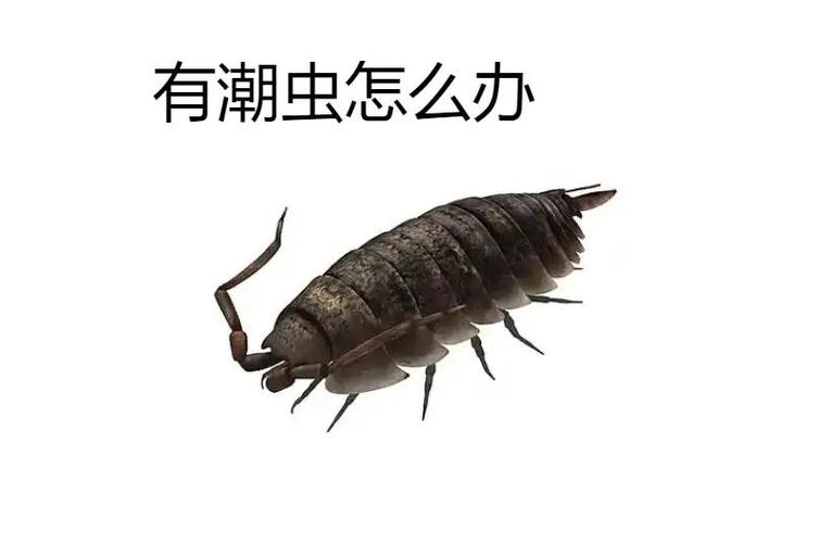 屋里潮虫怎么彻底消灭图标