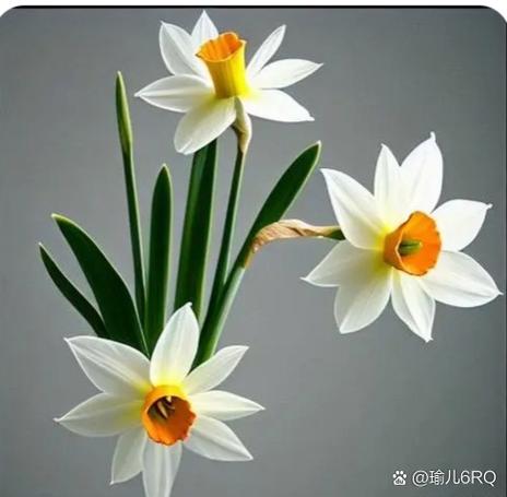 水仙花的雅称