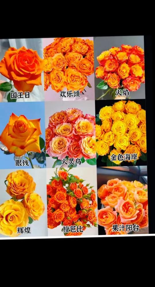 橙色玫瑰叫什么名字