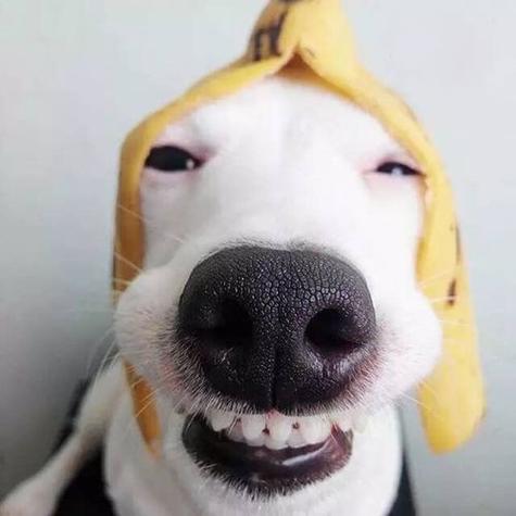 微信很火的狗狗头像