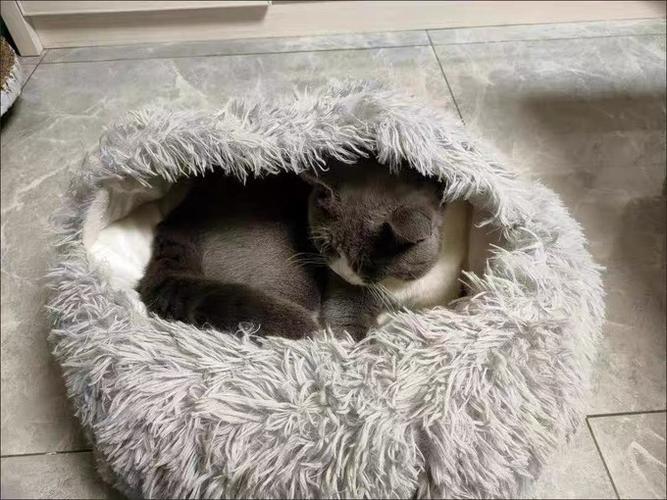 猫的耳朵外面的一个小窝