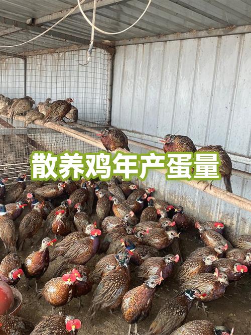 散养土鸡一年下多少蛋缩略图