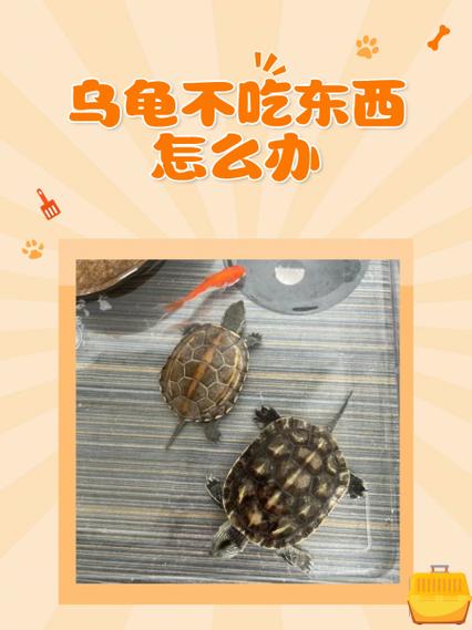 小乌龟突然不见了怎么办