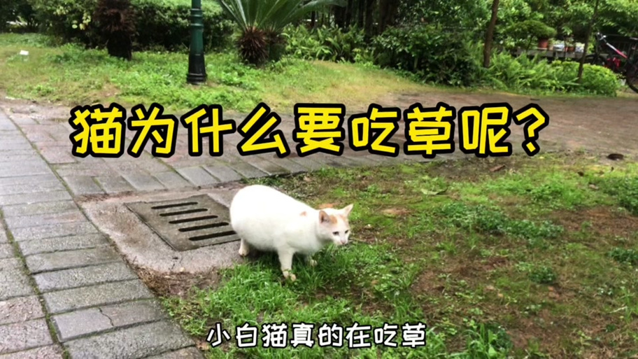 喵崽要吃草