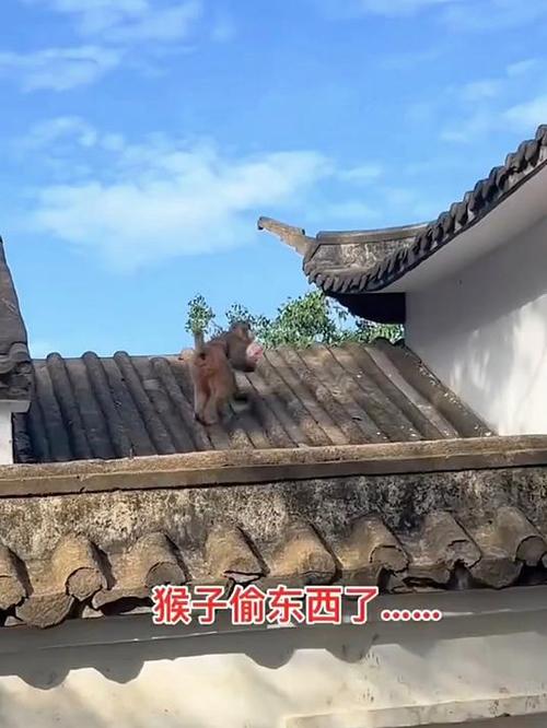 猴子偷东西