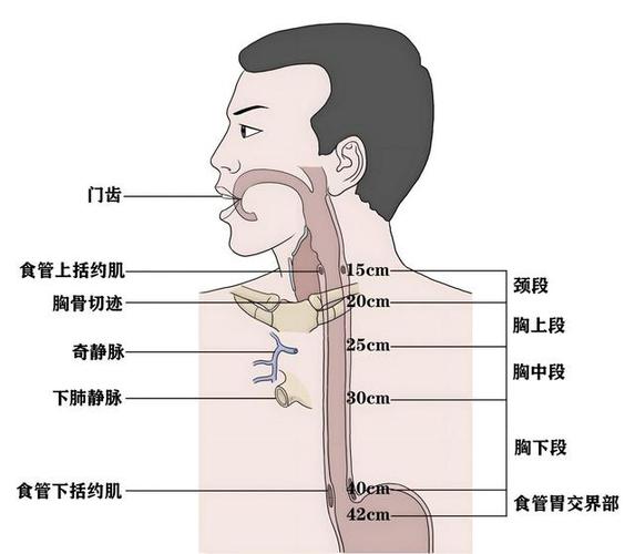 食道的位置图片大全图标