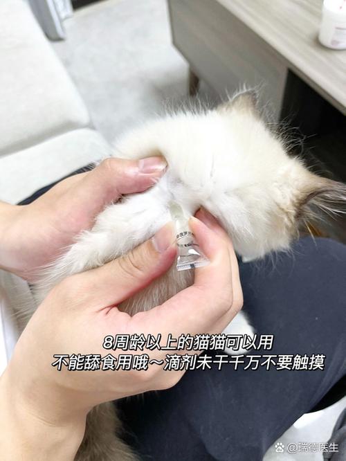 如何驱赶野猫最有效