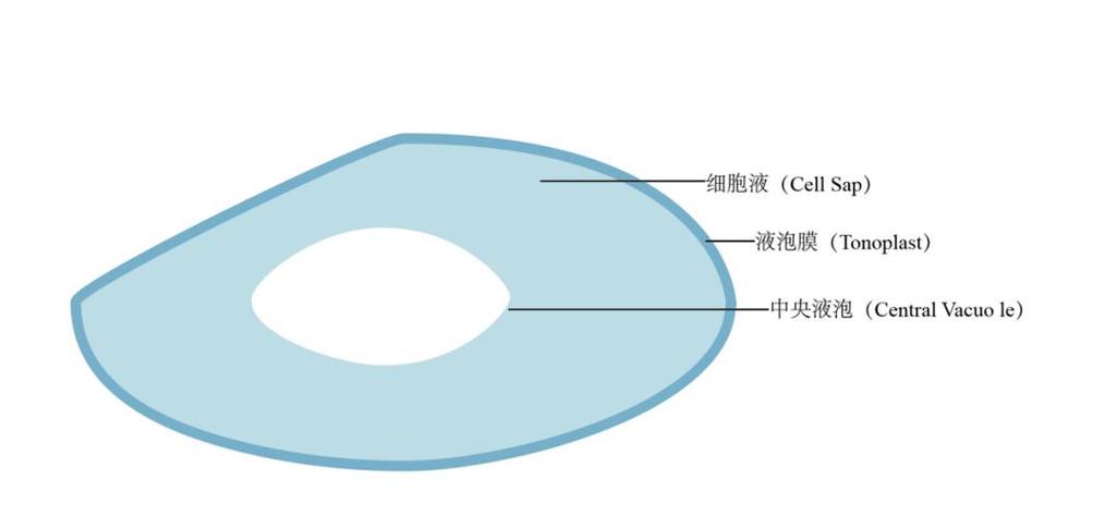 动物细胞液泡的类型和特点