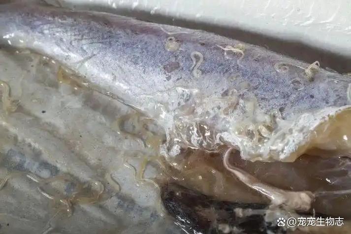 鱼寄生虫会传染给人吗截图