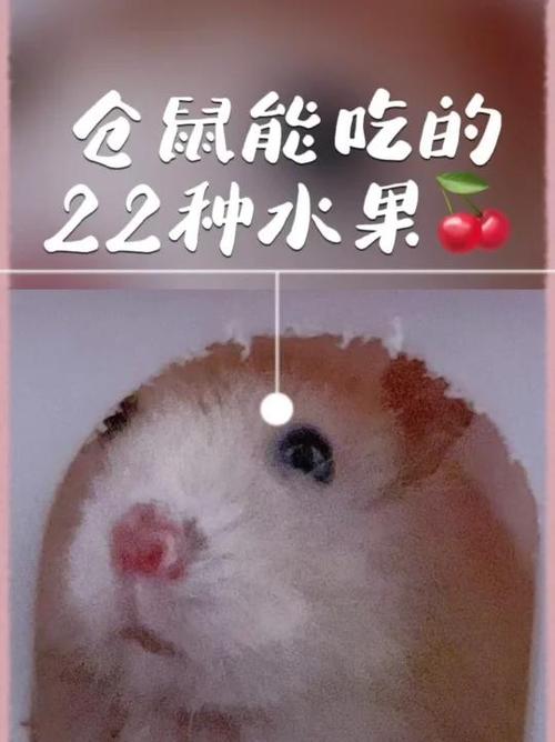 仓鼠可以吃橘子吗