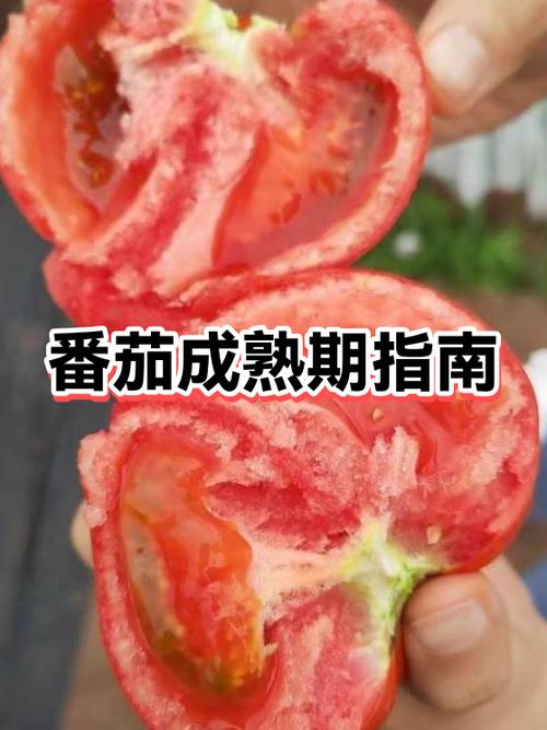 番茄在几月份成熟
