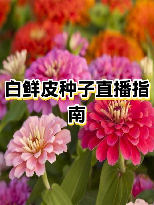 花种子直接撒在土上可以吗