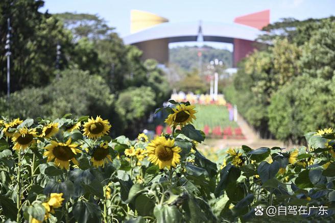 深圳市民中心的向日葵公园开放时间