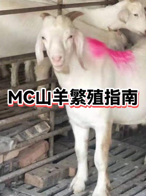 mc山羊怎么繁殖