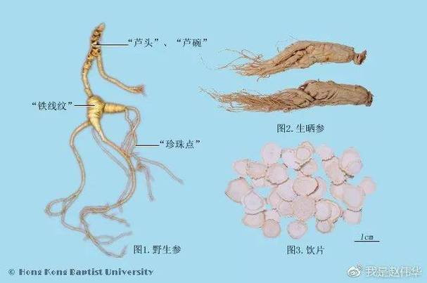 中药学基础知识