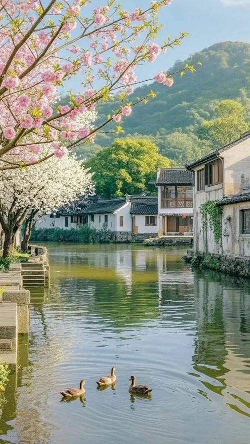 江南花开图片