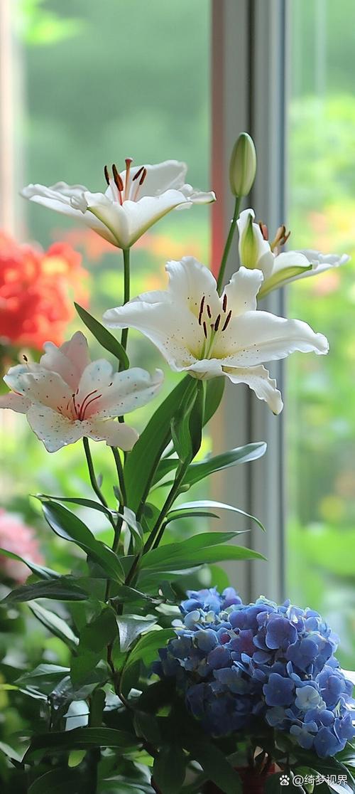 百合花的图片