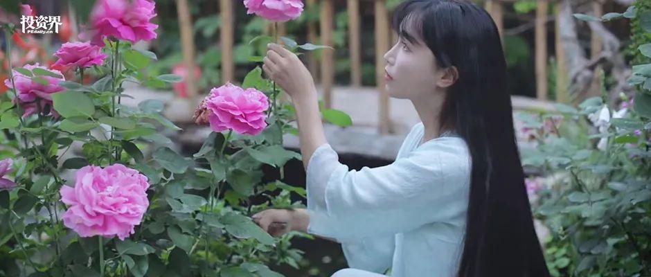时代周报寻找李子柒截图