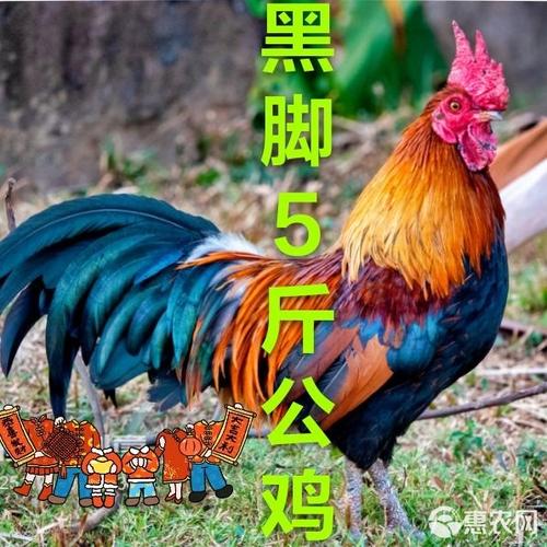 散养大公鸡广告词怎么写图标