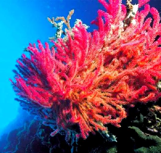 珊瑚是海洋生物吗