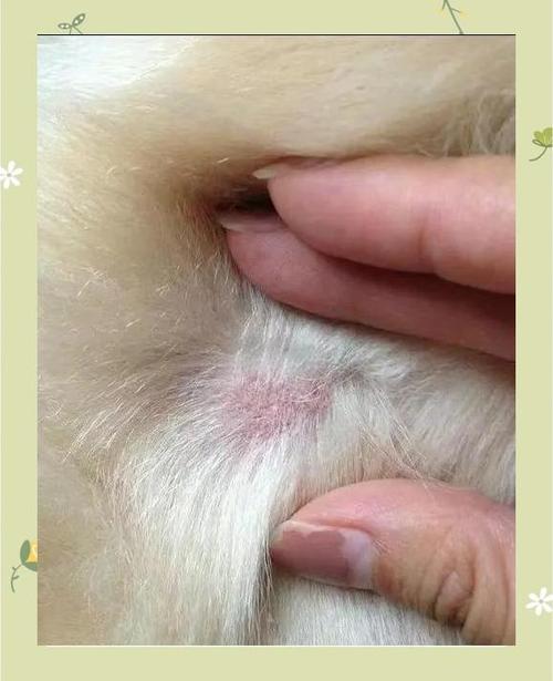 狗皮肤发黑最怕三个药截图