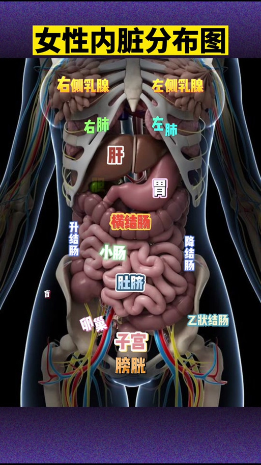 女性腹部内脏腑结构图缩略图