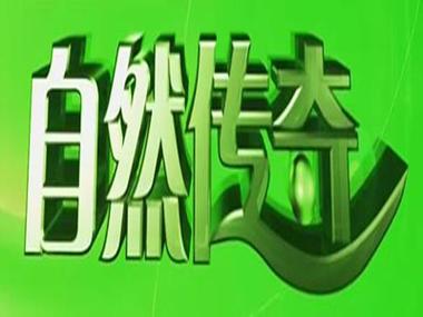自然传奇视频播放图标
